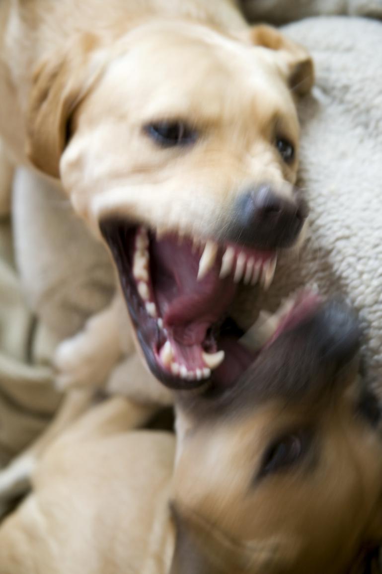 Bore kapacitet kvælende Træning af aggressiv hund - En vigtig metode at få lært